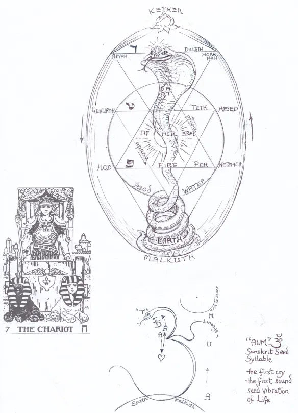 I cicli di sette anni sull'albero della vita